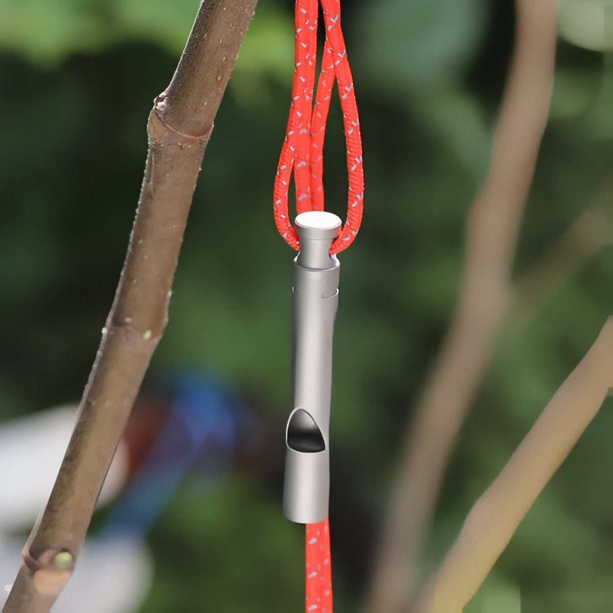 The whistle hanging on its red cord from a branch